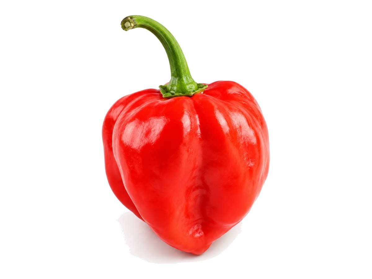 Scotch bonnet pepper