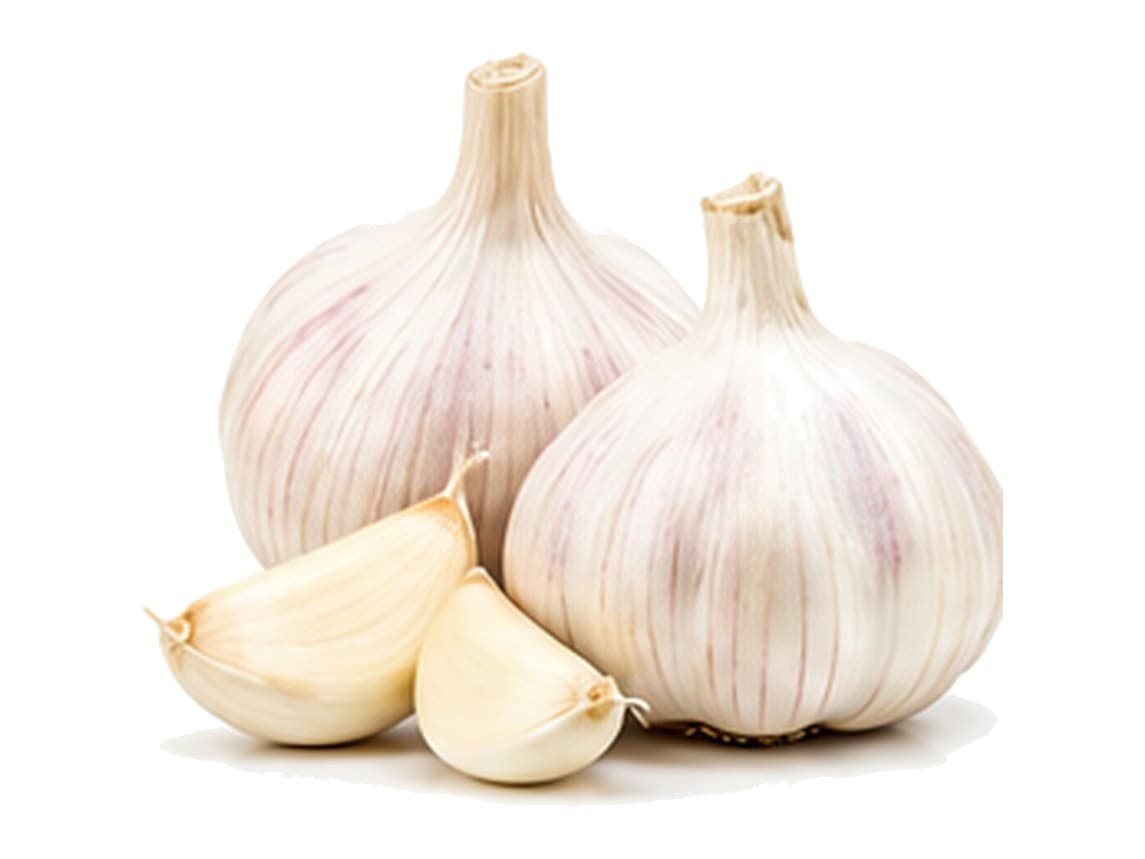Garlic
