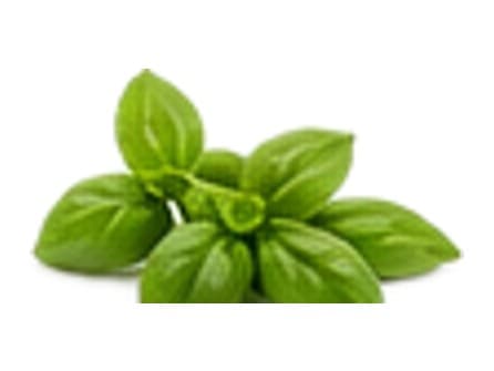 Albahaca