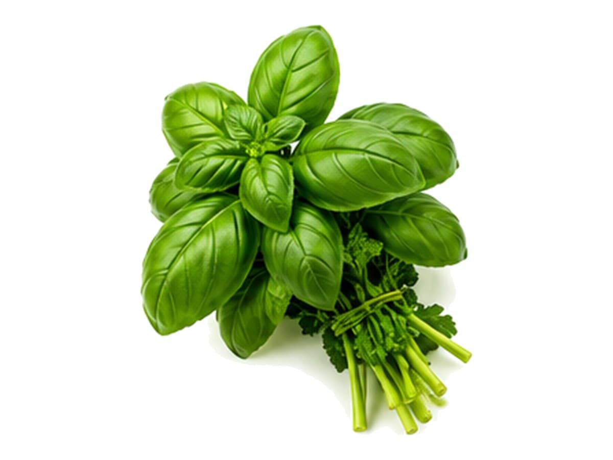 Basil