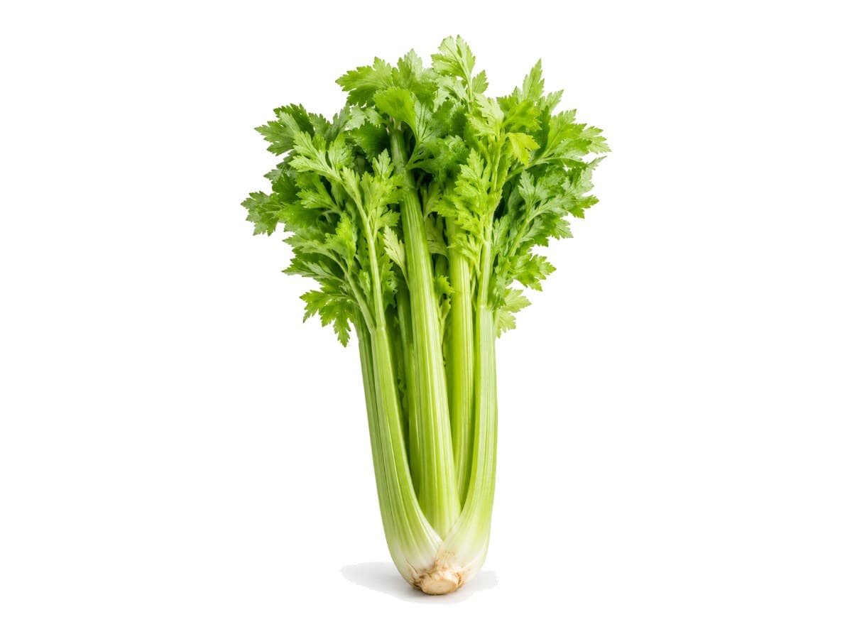 Celery