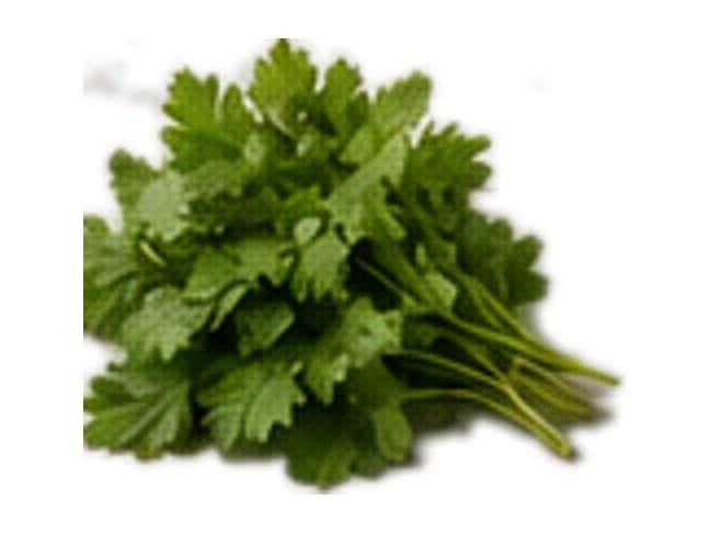 Cilantro