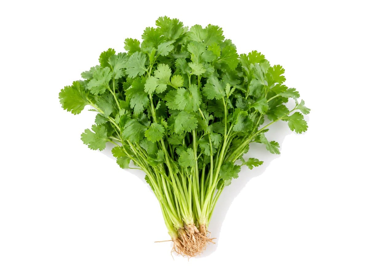 Cilantro
