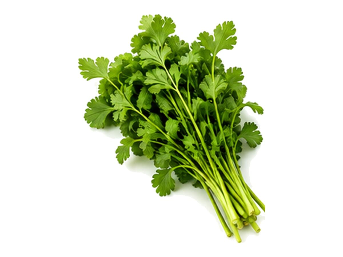 Culantro