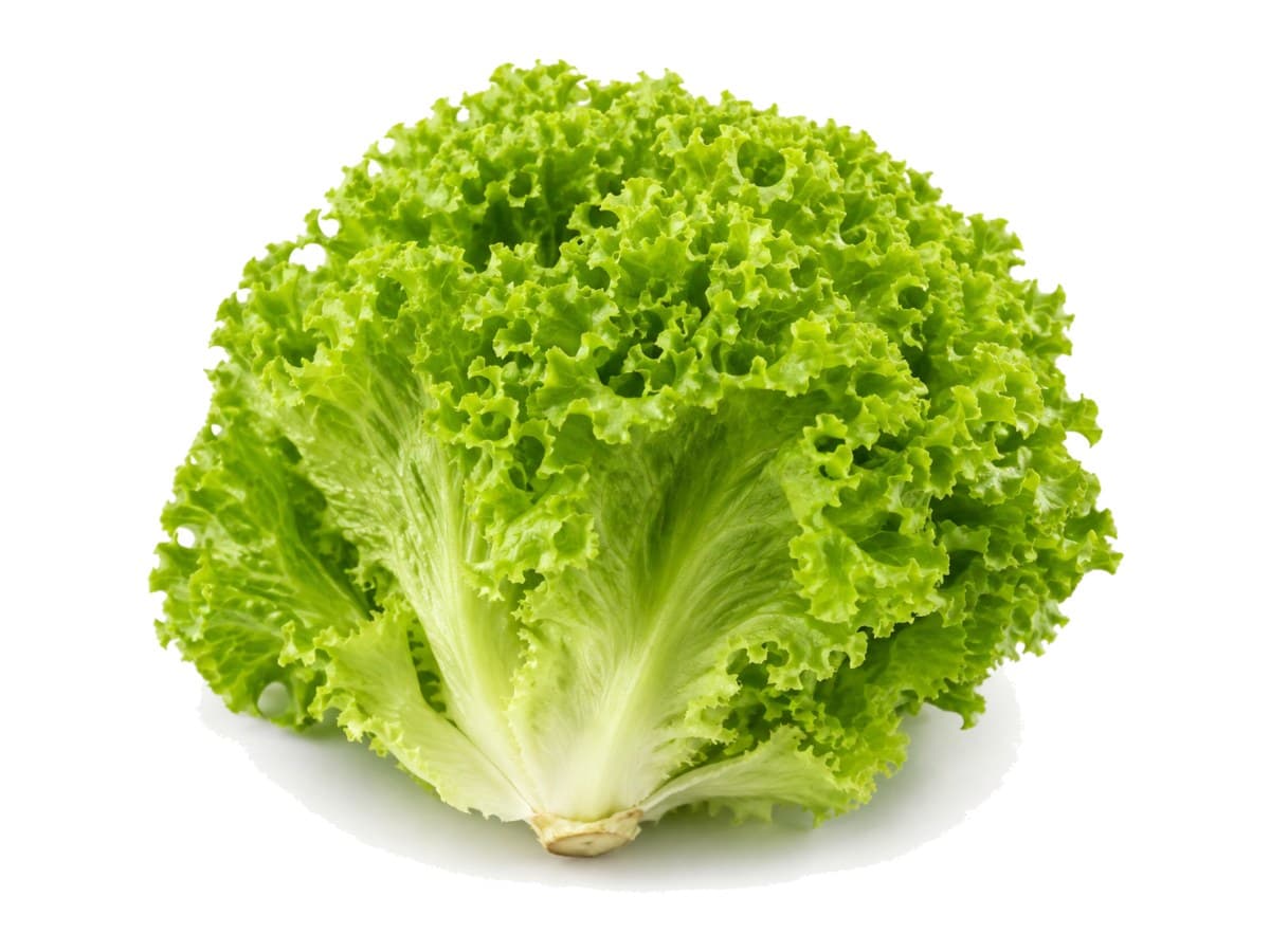 Curly lettuce