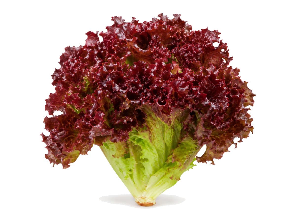 Red leaf lettuce