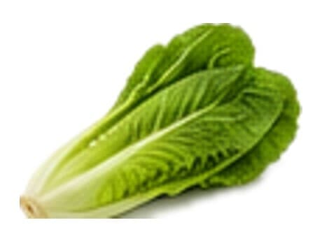 Lechuga romana