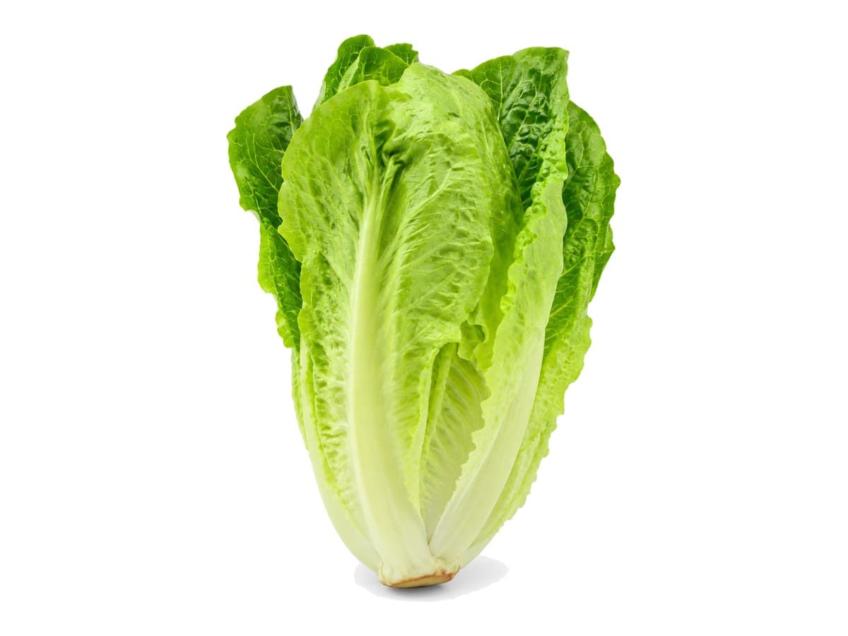 Romaine lettuce